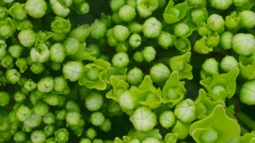 Full frame shot of green leaves