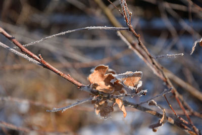 Close-up of dry leaves on tree during winter