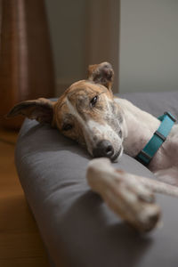 A greyhound pet rescue dog slowly closes her eyes as she drifts off to sleep in a comfy dog bed