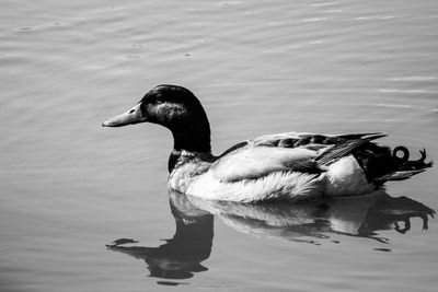 Duck swimming in lake