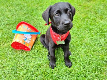 Portrait of dog standing in grass