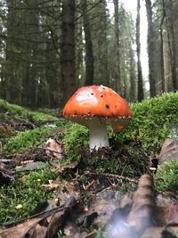 Close-up of fly agaric mushroom on field