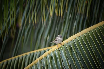 A bird perching  on palm tree