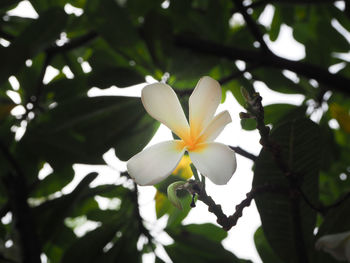 Close-up of frangipani blooming on tree