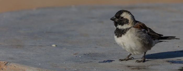 A cape sparrow in the kgalagadi transfrontier park at the border of namibia