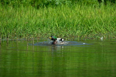 View of ducks swimming in lake