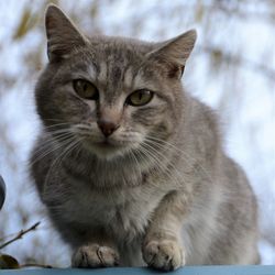 Close-up portrait of cat