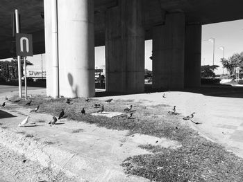 View of pigeons below bridge