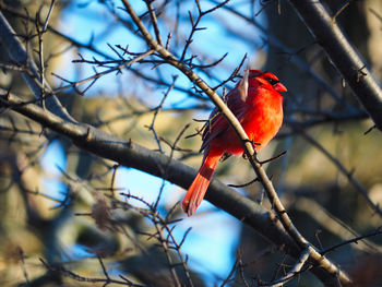 Bird perching on branch