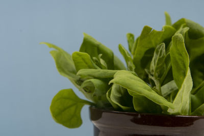 Pot with raw spinach leaves isolated.