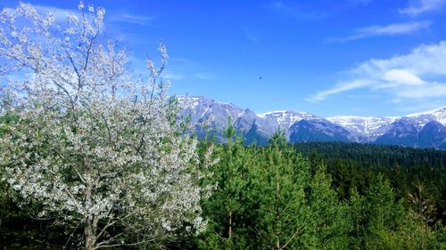 Scenic view of forest against sky