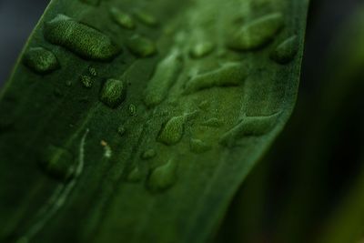 Close-up of leaves