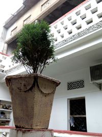 Low angle view of potted plant against building