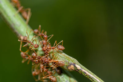 Close-up of insects on plant