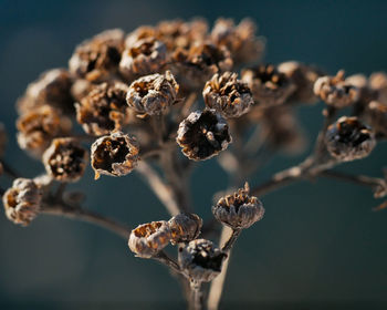 Close-up of flowers