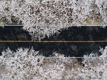 View of cherry tree by wall during winter
