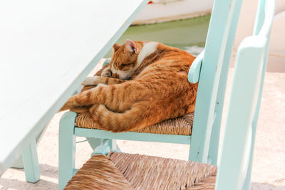 Cat sleeping on chair