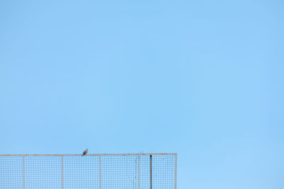 Low angle view of bird perching against clear blue sky