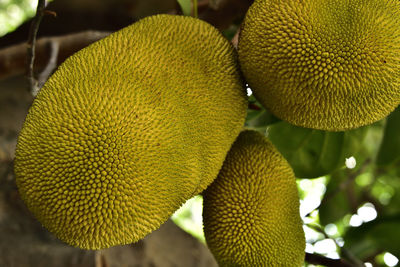 Close-up of yellow fruit on tree