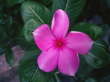 Close-up of pink flower blooming outdoors