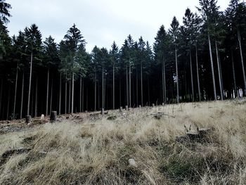 Panoramic shot of trees on field against sky