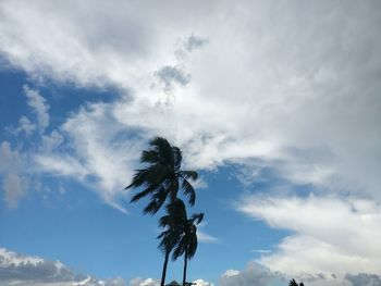 Low angle view of palm tree against cloudy sky