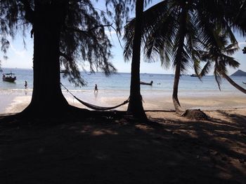 Palm trees on beach