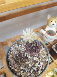 High angle view of potted plant on table