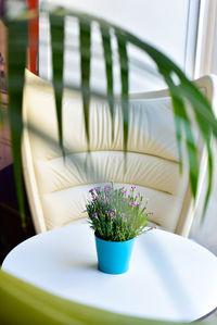 High angle view of potted plant on table at home