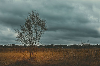 Tree on field against sky