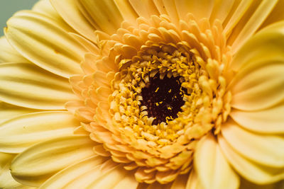 Close-up of sunflower