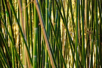 Full frame shot of bamboo plants