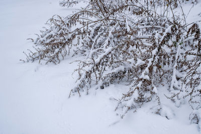 Snow covered trees on field during winter