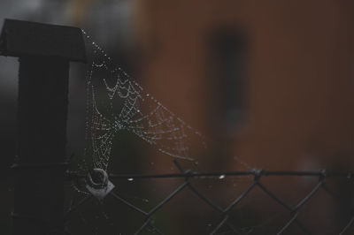 Close-up of spider web