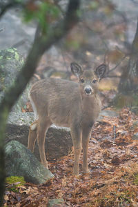 animal