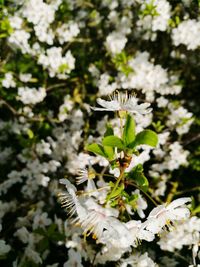 Close-up of butterfly pollinating on flower