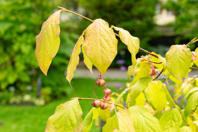 plant part