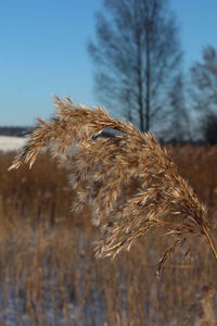 Close-up of plant on field against sky