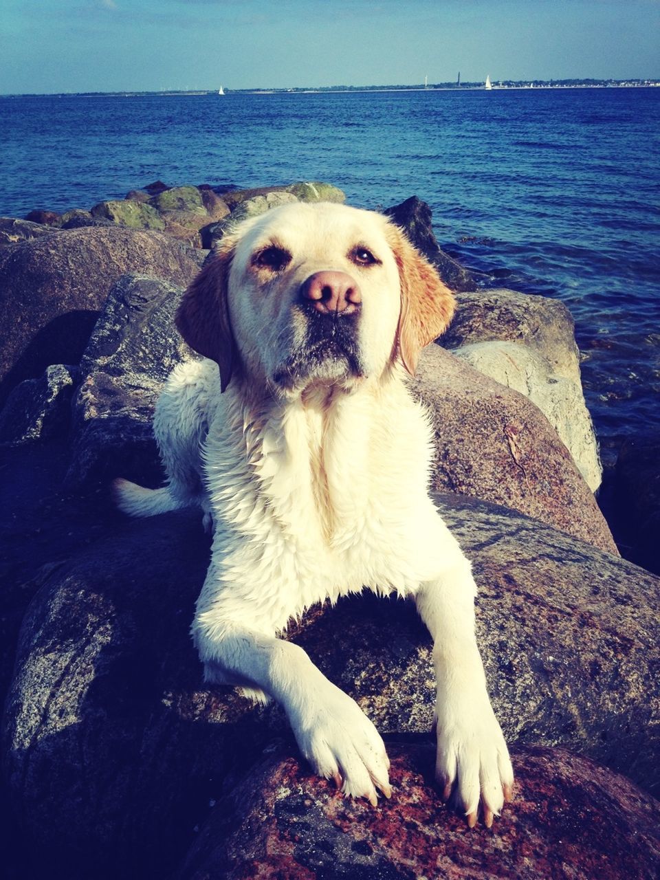 sea, animal themes, beach, water, one animal, dog, shore, pets, horizon over water, domestic animals, mammal, rock - object, nature, sand, relaxation, sitting, sunlight, full length, tranquil scene, tranquility