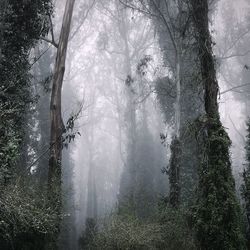 Trees in forest