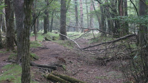 Trees in forest