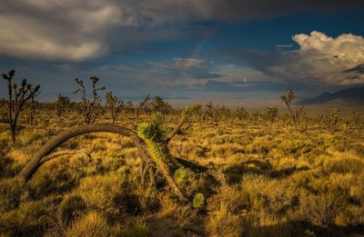 Scenic view of field against cloudy sky