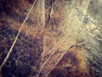 Close-up of spider on web