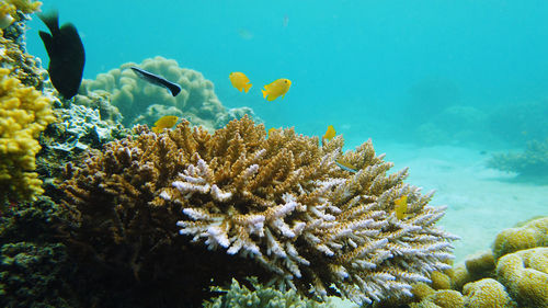 A clown anemonefish sheltering among the tentacles of its sea anemone. 