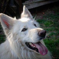 Close-up of dog looking away
