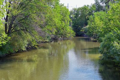 Scenic view of lake in forest