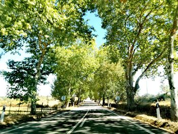 Road amidst trees