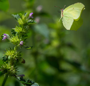 Close-up of insect on plant