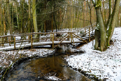 Trees in forest during winter