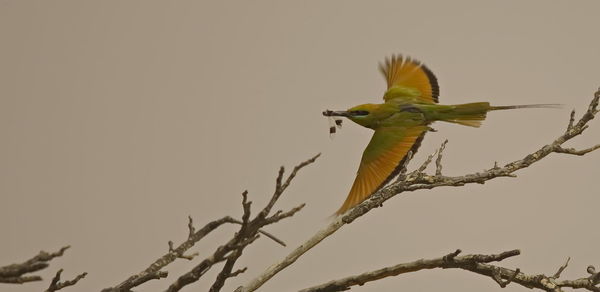 Bird flying against clear sky